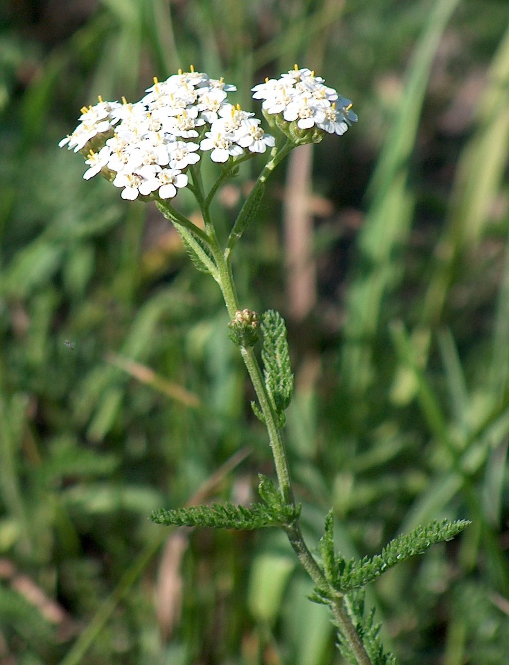 1024px-Achillea_millefolium.jpg