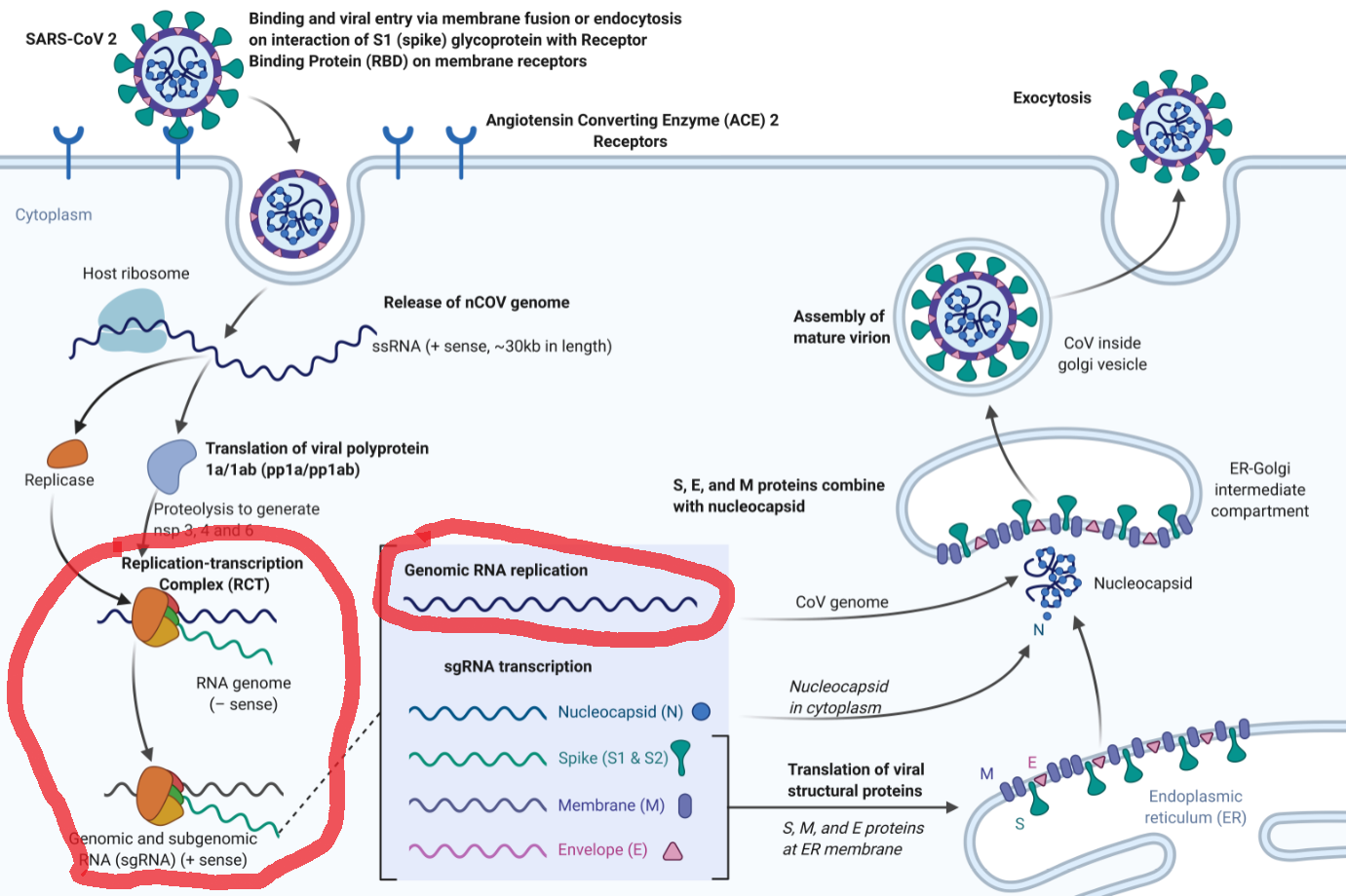 Blocking Virus by stopping Virus RNA directed RNA polymerase CoVID