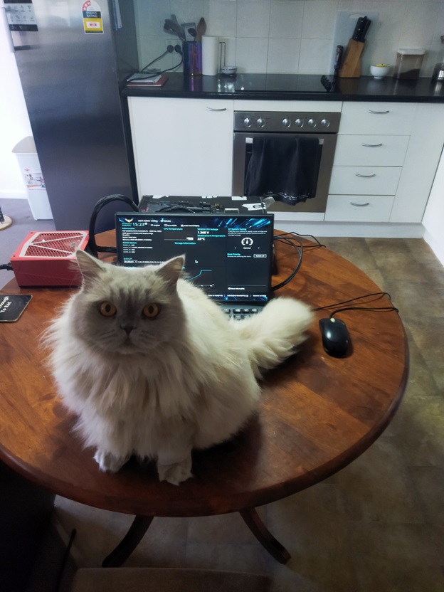 15.6 Portable monitor and Cat.jpg