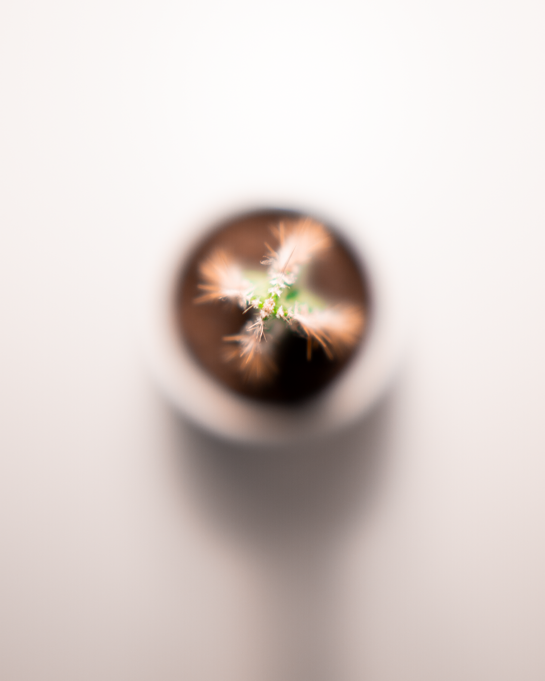 cactus02b-1350px.png