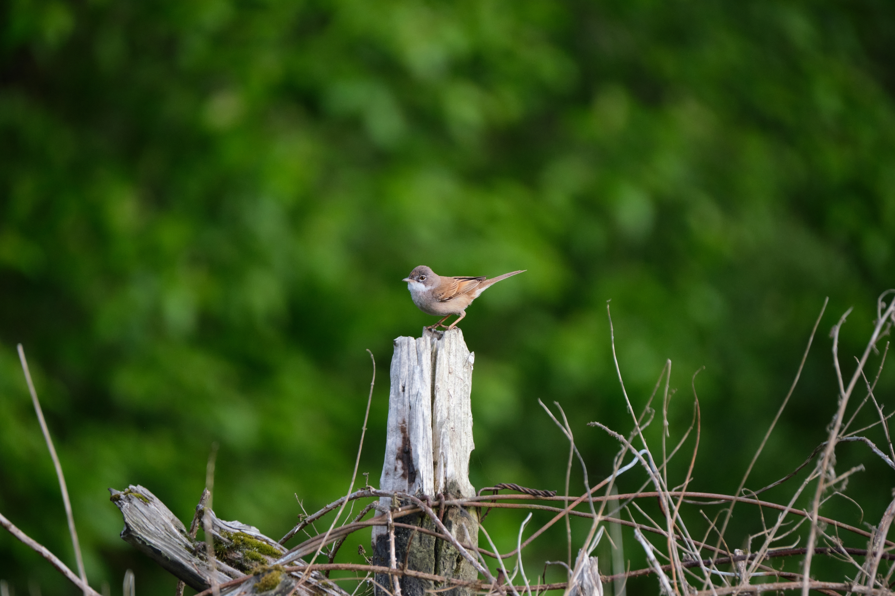 common whitethroat.jpg