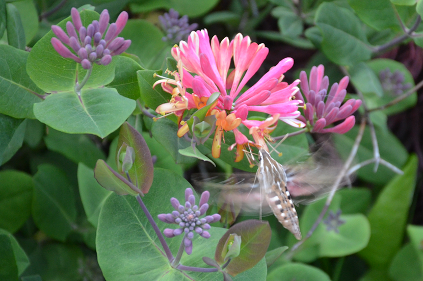 Hummingbird moth.png