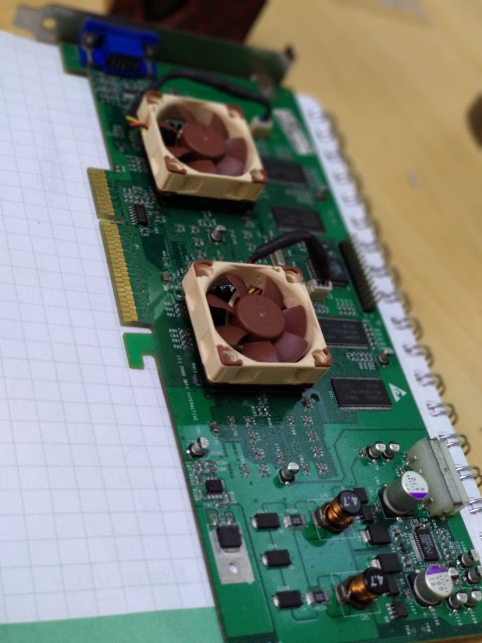 Noctua 1.jpeg