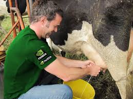 Nvidia milking the cow.jpg