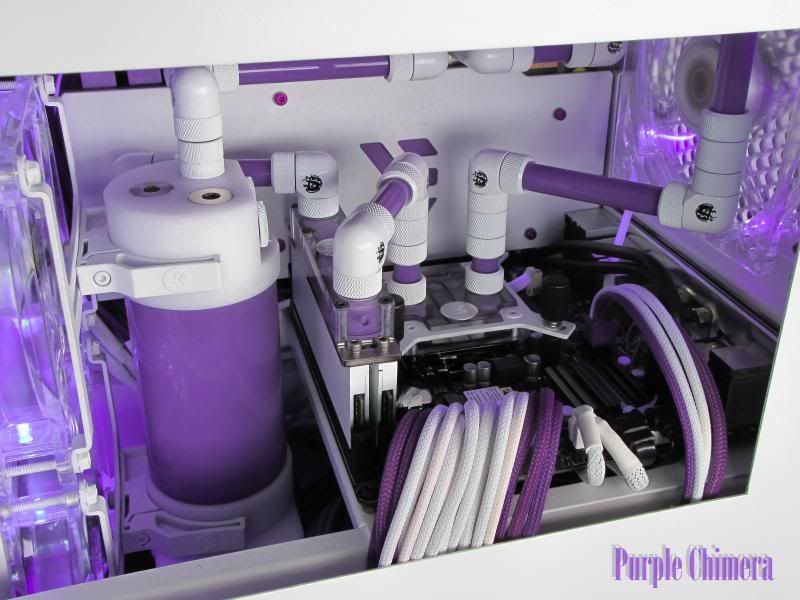 purplechimera-33_zpsdfbeb694.jpg