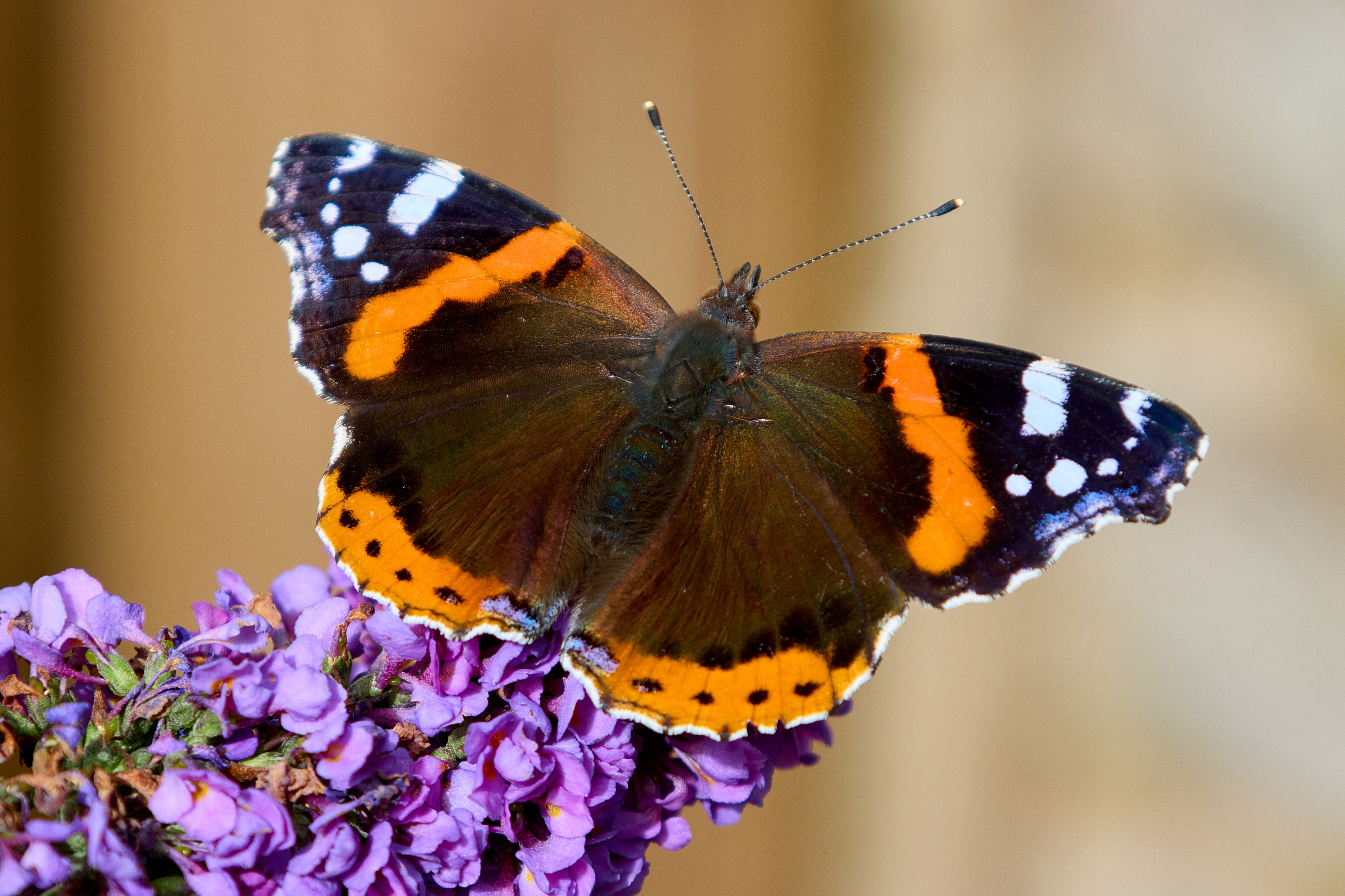 Red Admiral.jpg