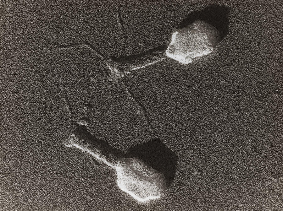 [DIAGRAM] Diagram Of T4 Phage Virus - MYDIAGRAM.ONLINE