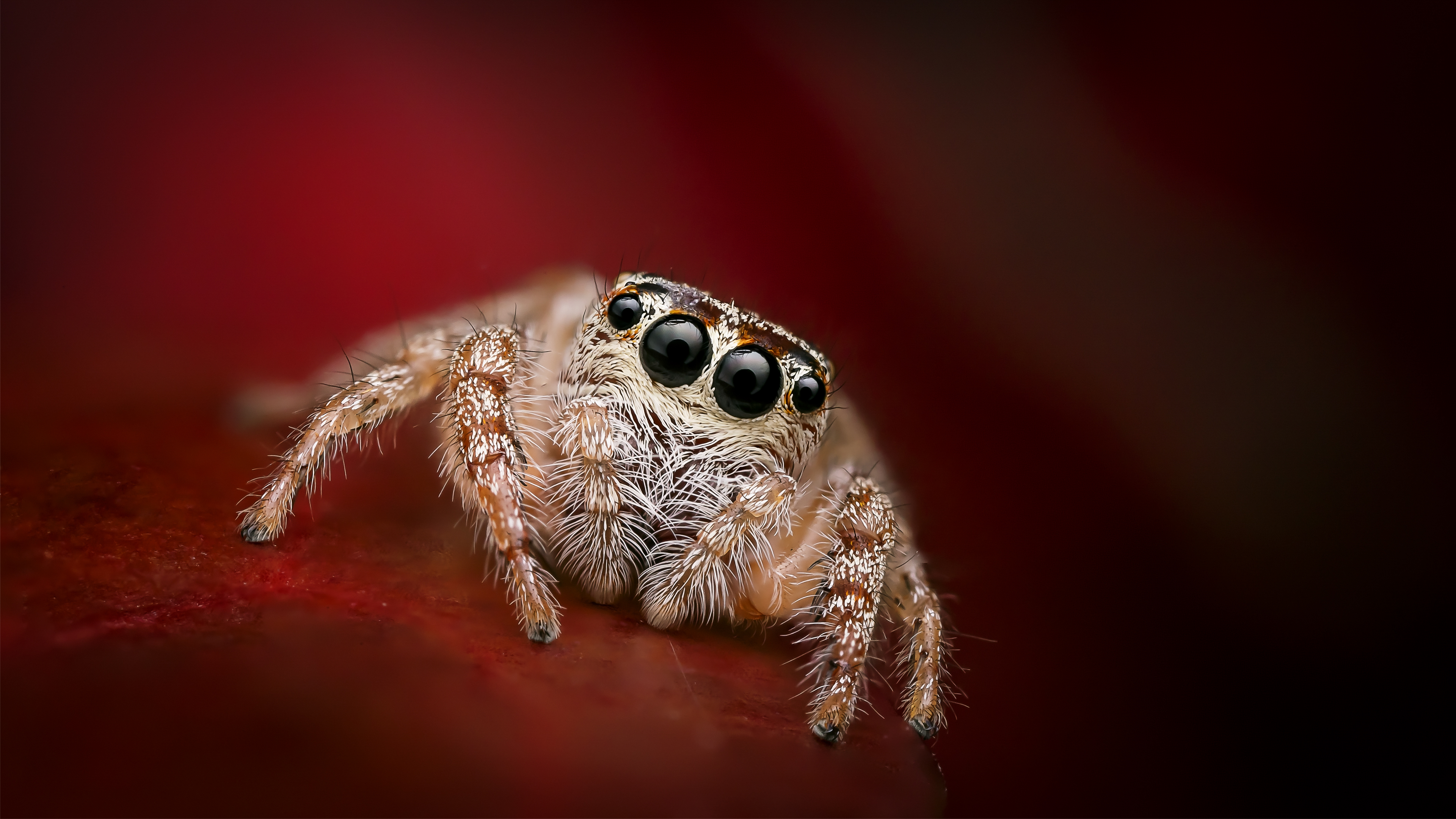 wallpaper of jumping spider.jpg