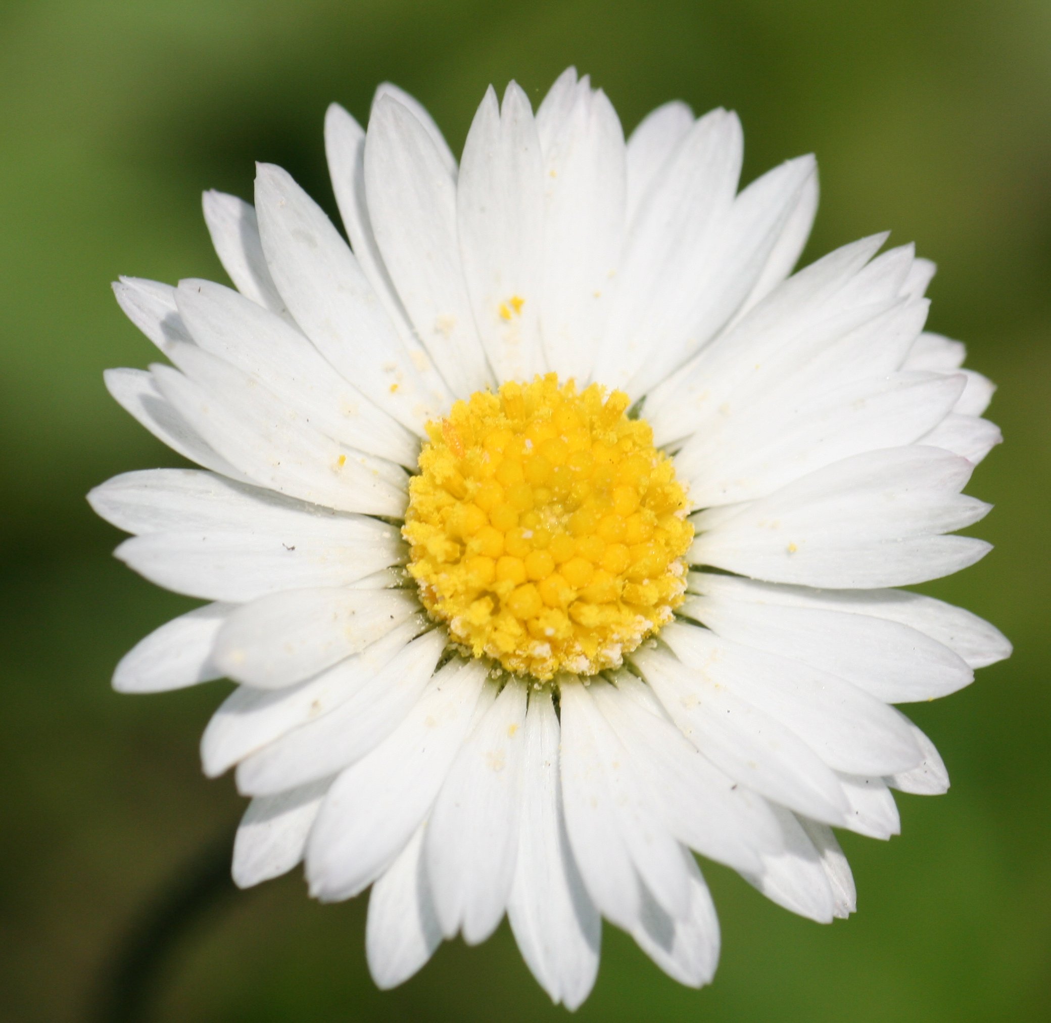 White-Daisy-Wallpaper-colors-34692062-2080-2024.jpg